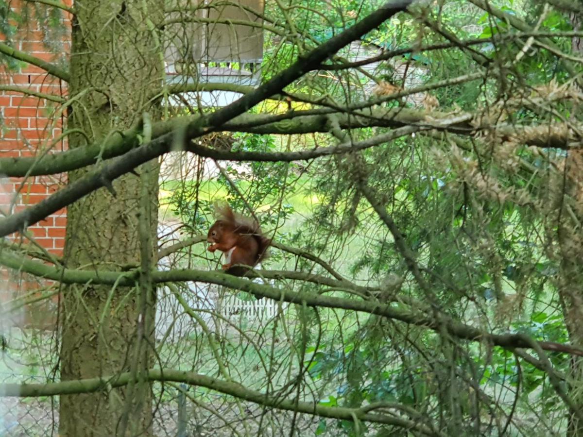Apartment Bei Hamburg Bis 10 Personen Mit Terasse Und Gartennutzung. Buchholz in der Nordheide Exteriör bild